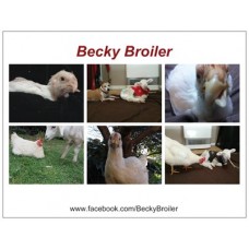 Becky Broiler Magnet #2